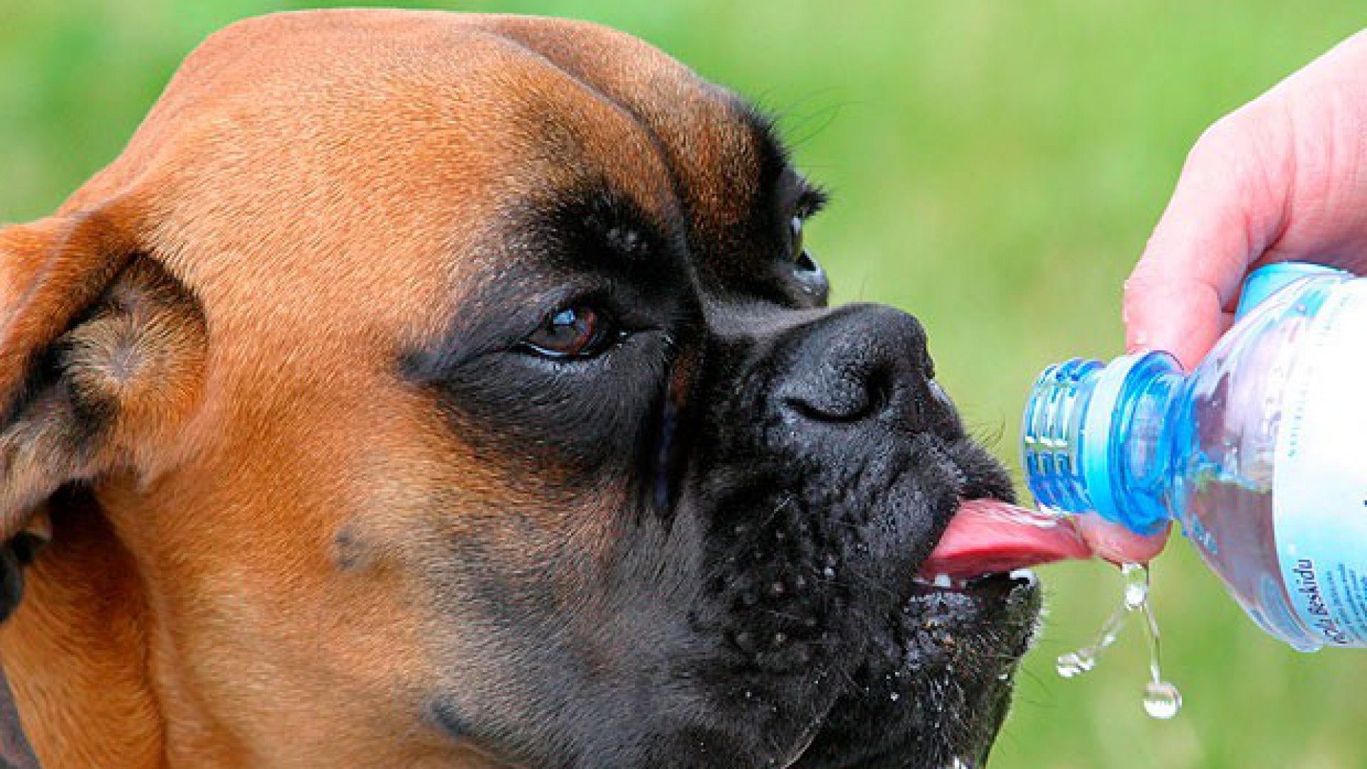 Boxer bebiendo agua
