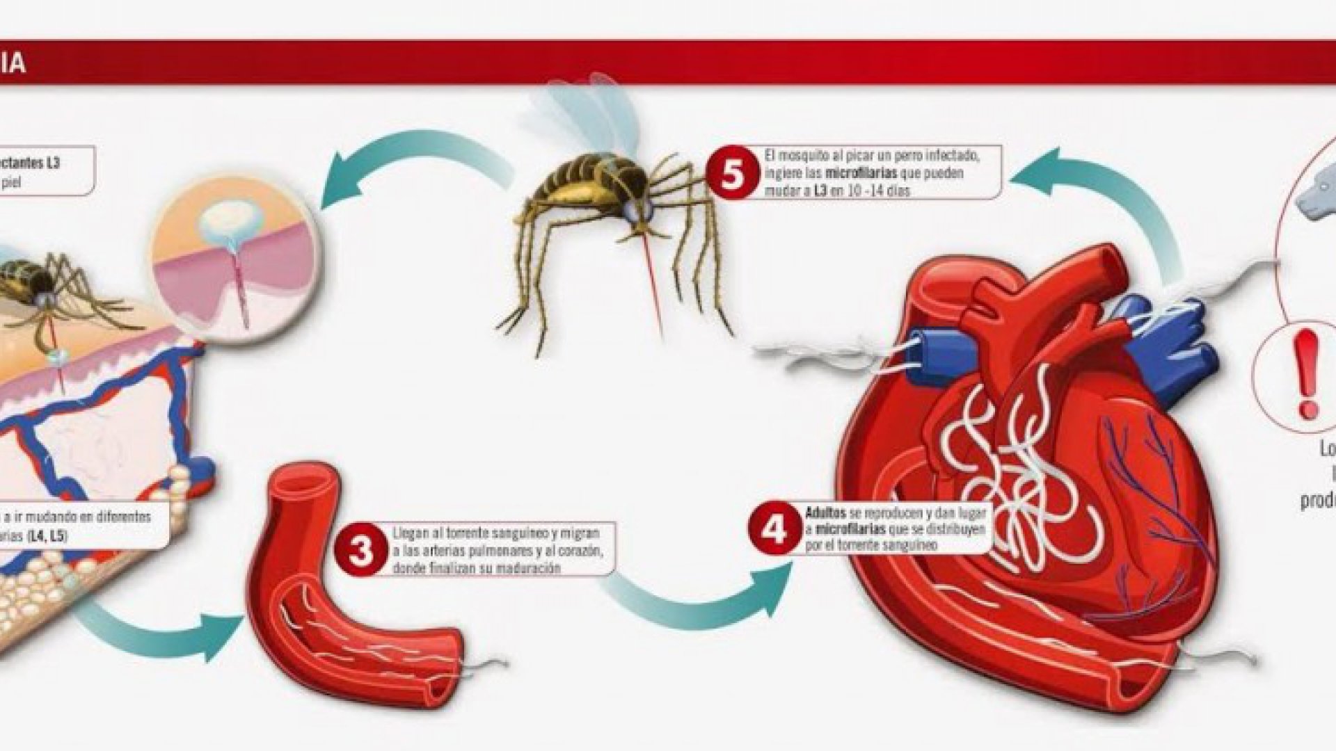 Dirofilaria Inmitis, o la enfermedad del gusano del corazón